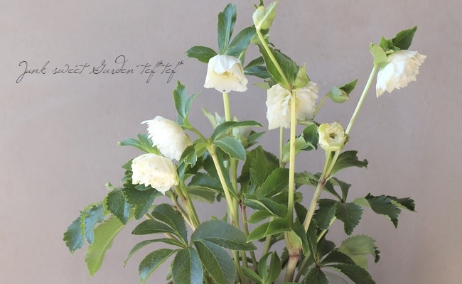 クリスマスローズ 『川久保交配・超多弁ダブル』 【No.10