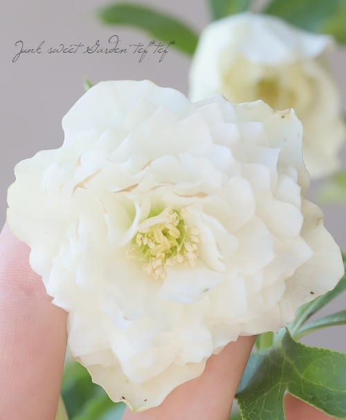 クリスマスローズ 『川久保交配・超多弁ダブル』 【No.10