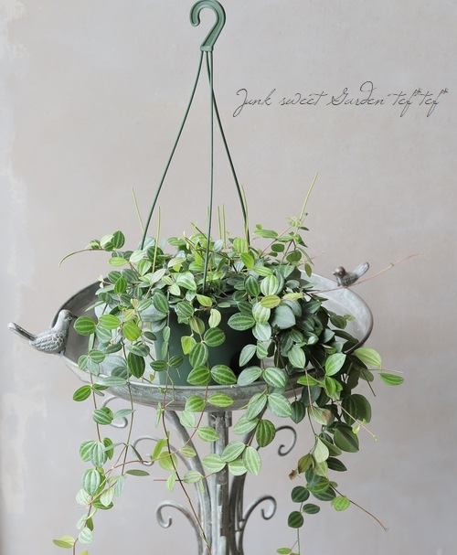 観葉植物】 ペペロミア 『アングラータ』 | すべての商品 | | Junk