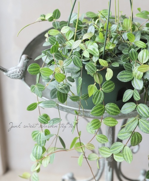 ぺぺロミア♡アングラータ♡Ａ 園芸ネット本店｜ぺぺロミア ：アングラータ3号ポット 2株セット の