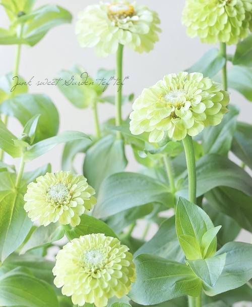 八重咲きジニア・クイーン 『ライム』 | すべての商品 | | Junk sweet