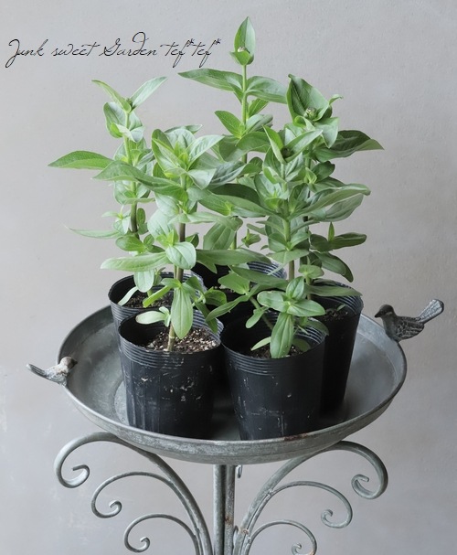 八重咲きジニア・クイーン 『ライム』 | すべての商品 | | Junk sweet