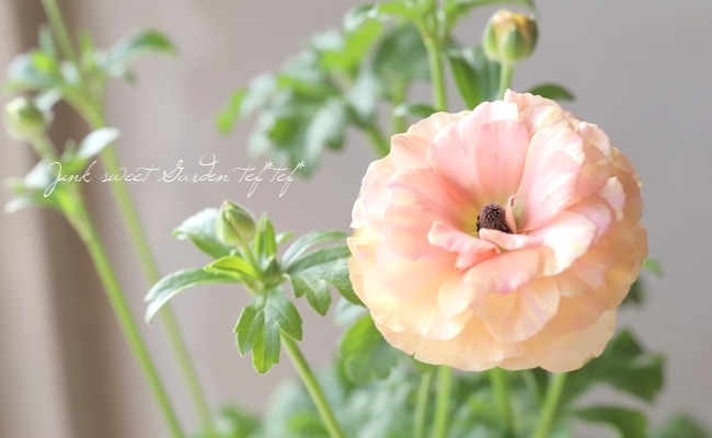 ふみブー■花苗ラナンキュラスラックスシリーズ■アポロン&ペネロペ ふみブー様専用□花苗ラナンキュラスラックスシリーズ□アポロン