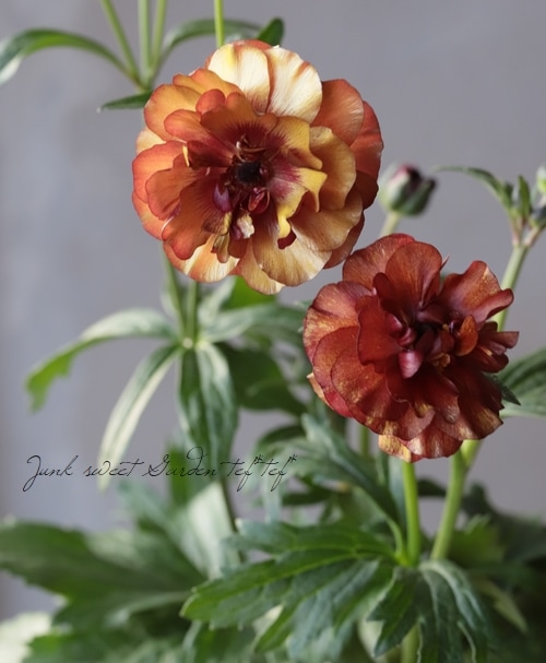 ラナンキュラ様 リクエスト 10点 まとめ商品 ラナンキュラ様 リクエスト 10点 まとめ商品 DSC_2129.jpg