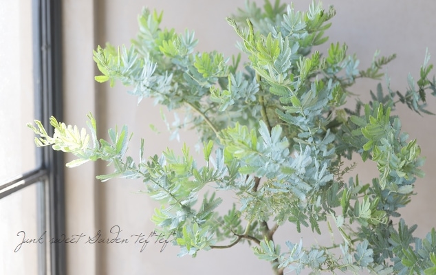 銀葉アカシア 『ミモザアカシア』 | すべての商品 | | Junk sweet