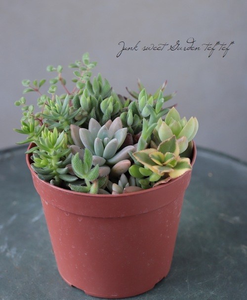 多肉植物】 MIX植え 【NO.A】 | すべての商品 | | Junk sweet Garden