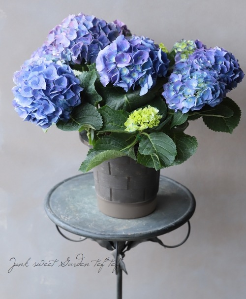 紫陽花 レインボー Flower Species アジサイ Junk Sweet Garden Tef Tef
