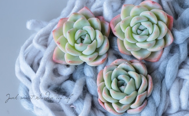 多肉植物】 『アマビレ』 エケベリア属 ☆ | すべての商品 | | Junk