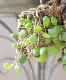 ڴտʪۥۥ䡡ؤإꥢʥ-heuschkeliana yellow-١