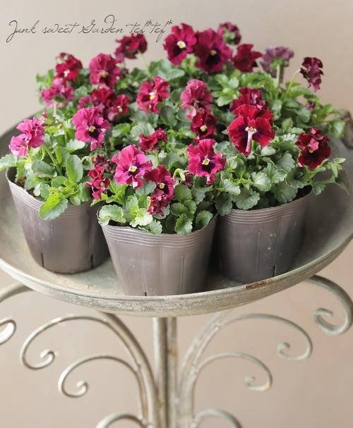 ����臘�������ꥸ�ʥ�ѥ󥸡�����ŷ�α���� �ڥ磻���