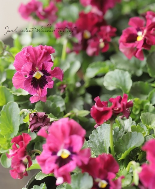 ����臘�������ꥸ�ʥ�ѥ󥸡�����ŷ�α���� �ڥ磻���