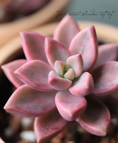 ��¿����ʪ�� �إԡ���ɱ�١�����ץȤڥ����°�����Ȥ����꡼��