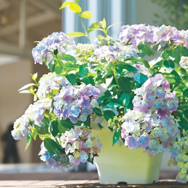 もも大好き ラグランジア オーロランジュ ラグランジア® オーロランジュ | PROVEN WINNERS (PW)【植物の