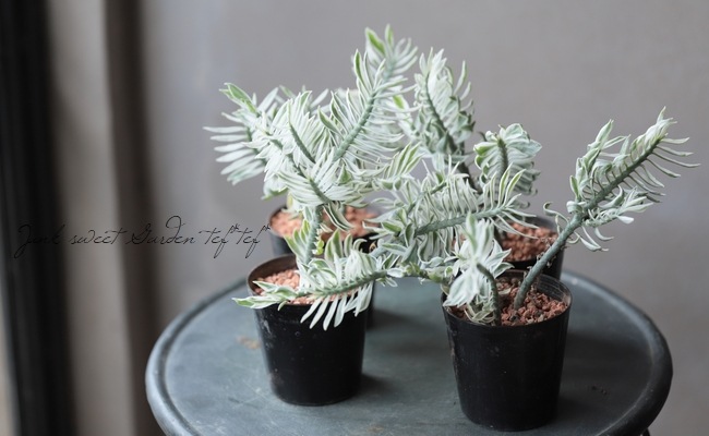 植物ミルク様 1年半ぶりにギムノカリキウム・緋牡丹錦（LB2178交配錦）を植え