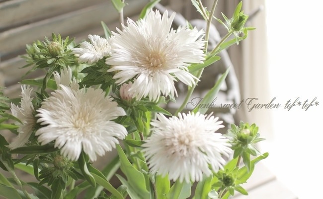 ���ȥ��������إۥ磻�ȥ�������