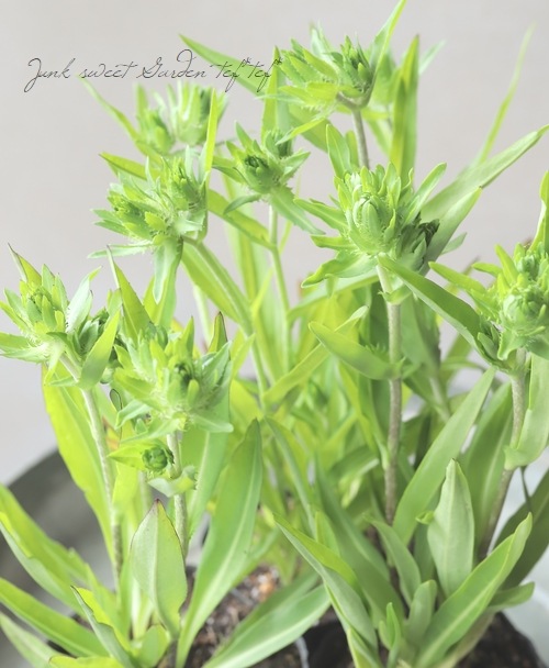 ���ȥ��������إۥ磻�ȥ�������