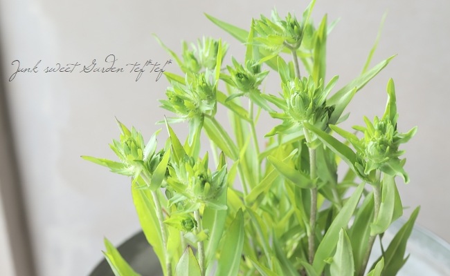 ���ȥ��������إۥ磻�ȥ�������