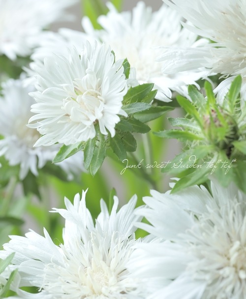 ���ȥ��������إۥ磻�ȥ�������