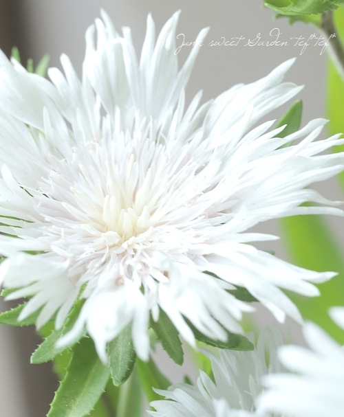 ���ȥ��������إۥ磻�ȥ�������