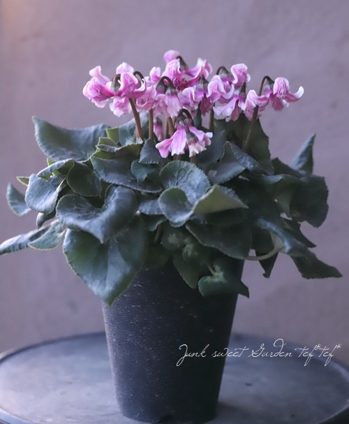 シクラメン 『天使のはね』 No.E | すべての商品 | | Junk sweet