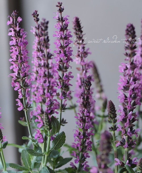 サルビア・ネモローサ 『ニューディメンション』 【ピンク】 | すべて