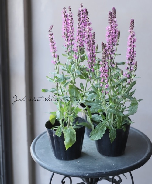 サルビア・ネモローサ 『ニューディメンション』 【ピンク】 | すべて