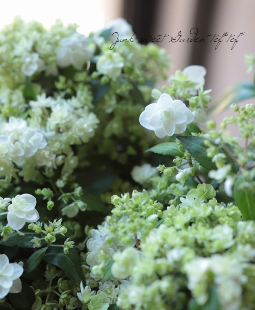 山紫陽花 コガクウツギ『花笠』 | すべての商品 | | Junk sweet Garden