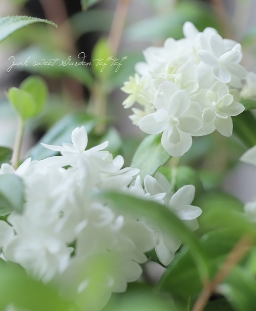 山紫陽花 コガクウツギ『花笠』 | すべての商品 | | Junk sweet Garden