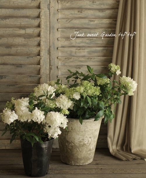 山紫陽花 コガクウツギ『花笠』 | すべての商品 | | Junk sweet Garden
