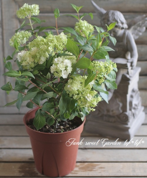 山紫陽花 コガクウツギ『花笠』 | すべての商品 | | Junk sweet Garden
