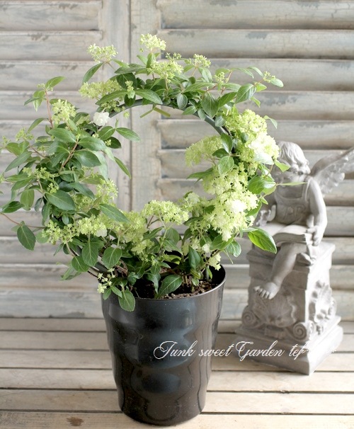 山紫陽花 コガクウツギ『花笠』 | すべての商品 | | Junk sweet Garden