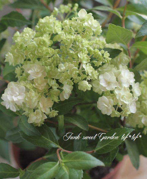 山紫陽花 コガクウツギ『花笠』 | すべての商品 | | Junk sweet Garden