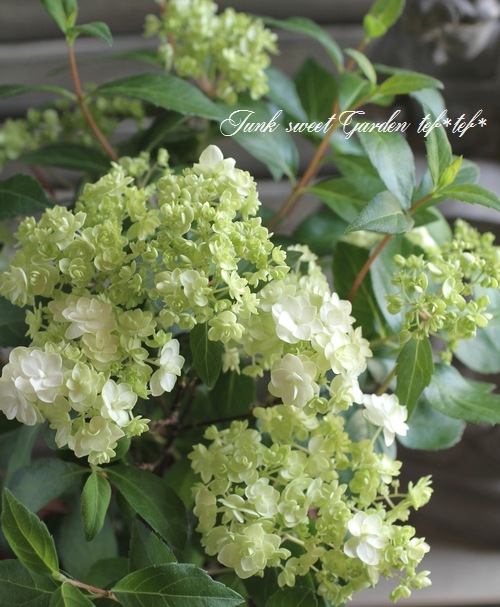 山紫陽花 コガクウツギ『花笠』 | すべての商品 | | Junk sweet Garden