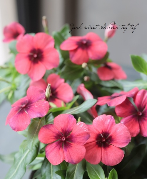 �˥��˥��������ӥ󥫡��إ��ȥ����١��ѥѥ���