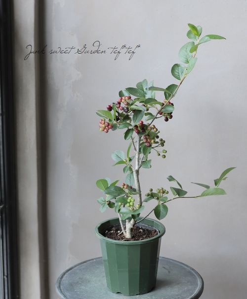 アロニア『チョコレートベリー』 | すべての商品 | | Junk sweet