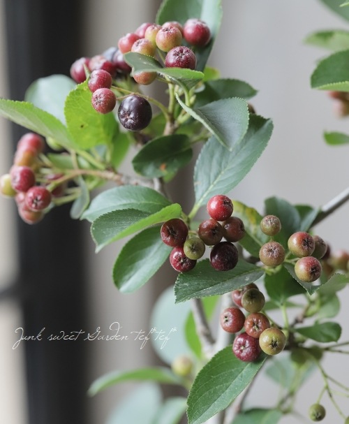 ふるふる様確認用　落葉樹アロニアチョコレートベリー苗 アロニア『チョコレートベリー』 | すべての商品 | | Junk sweet