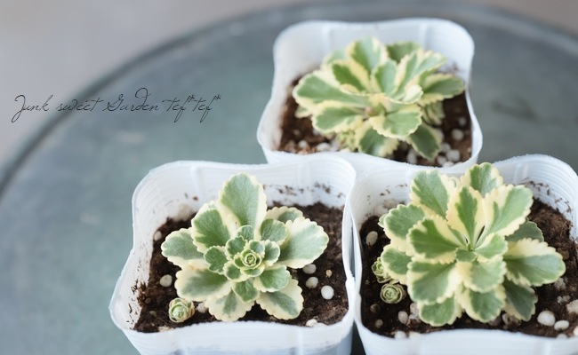 多肉植物 セダム アトランティス すべての商品 Junk Sweet Garden Tef Tef