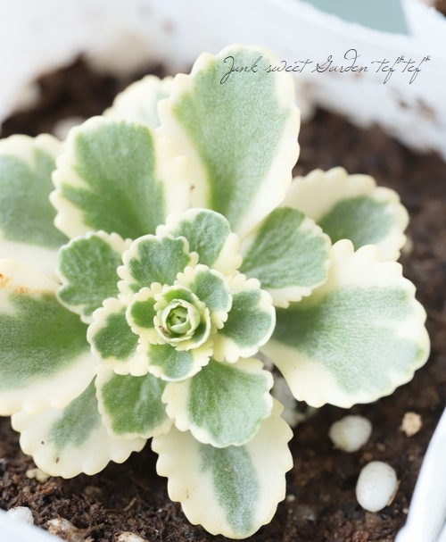 多肉植物 セダム アトランティス すべての商品 Junk Sweet Garden Tef Tef