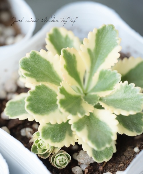 多肉植物 セダム アトランティス すべての商品 Junk Sweet Garden Tef Tef