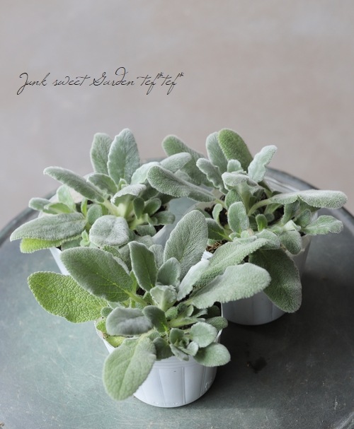 9月から販売再開 カットしたので少し小苗ラムズイヤー　根付き　抜き苗　3本セット 9月から販売再開 カットしたので少し小苗ラムズイヤー 根付き 抜き苗 3本