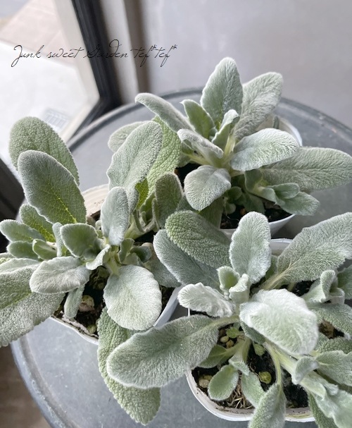 ラムズイヤー（スタキス ビザンチア） | すべての商品 | | Junk sweet