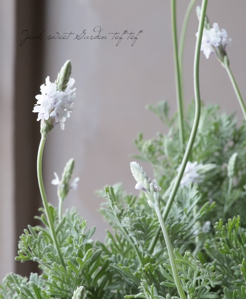 レースラベンダー 『エンジェルホワイト』 | すべての商品 | | Junk