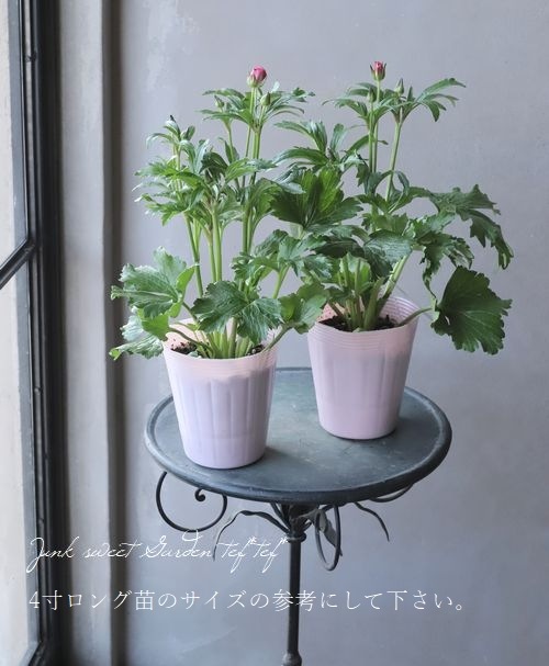 綾園芸さんのラナンキュラス ラックスシリーズ エリス すべての商品 Junk Sweet Garden Tef Tef