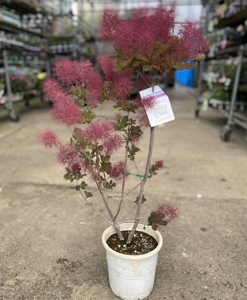 スモークツリー 『パープルファー』 【62】 | すべての商品