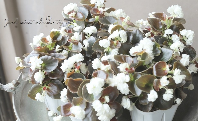 八重咲き小輪ベゴニア 『ダブレット』 ホワイト | すべての商品