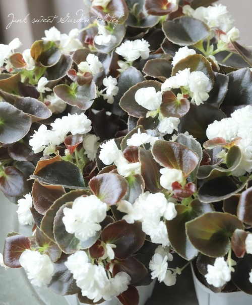 FIG課長　Hivernenca Blanca穂木２本分 De la Senyora(Hivernenca)Fig デ ラ セニョーラ