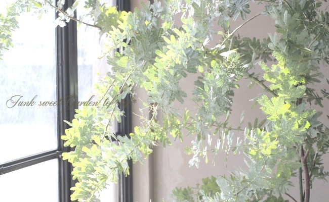 銀葉アカシア 『ミモザアカシア』 | すべての商品 | | Junk sweet