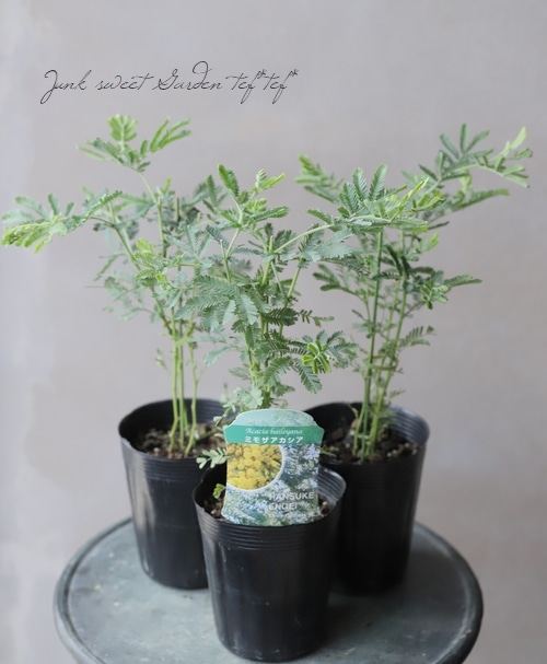 銀葉アカシア 『ミモザアカシア』 | すべての商品 | | Junk sweet