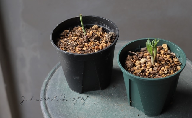 横山園芸さん】 原種系ヘレボラス(クリスマスローズ) 『H.purpurascens