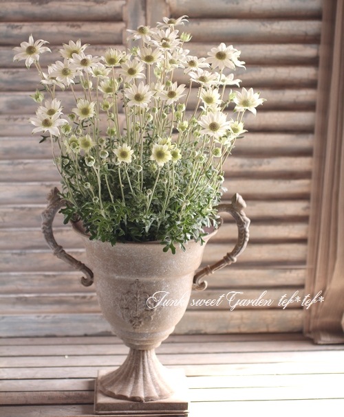 小輪フランネルフラワー 『天使のウィンク』 | すべての商品 | | Junk